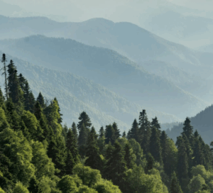  Photos of Sumitomo Forestry Co.