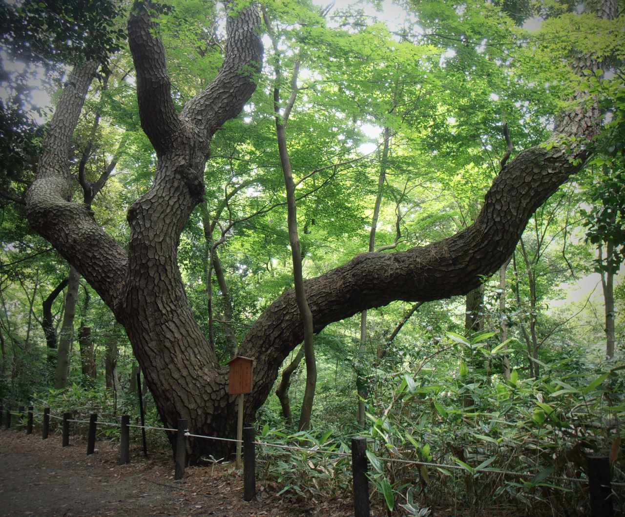 火薬庫と御料地が守った東京都心の森 歴史を語る自然教育園の古木たち